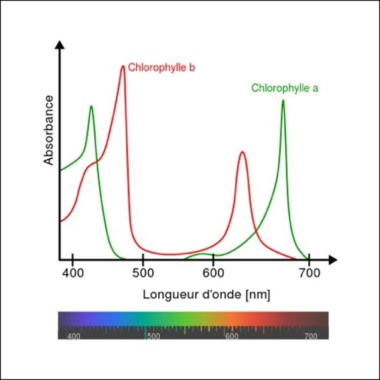 Spectre d’absorption de la chlorophylle. La chlorophylle absorbe principalement les longueurs d’onde des couleurs rouge et bleu et renvoie les autres, ce qui lui confère sa couleur verte.
