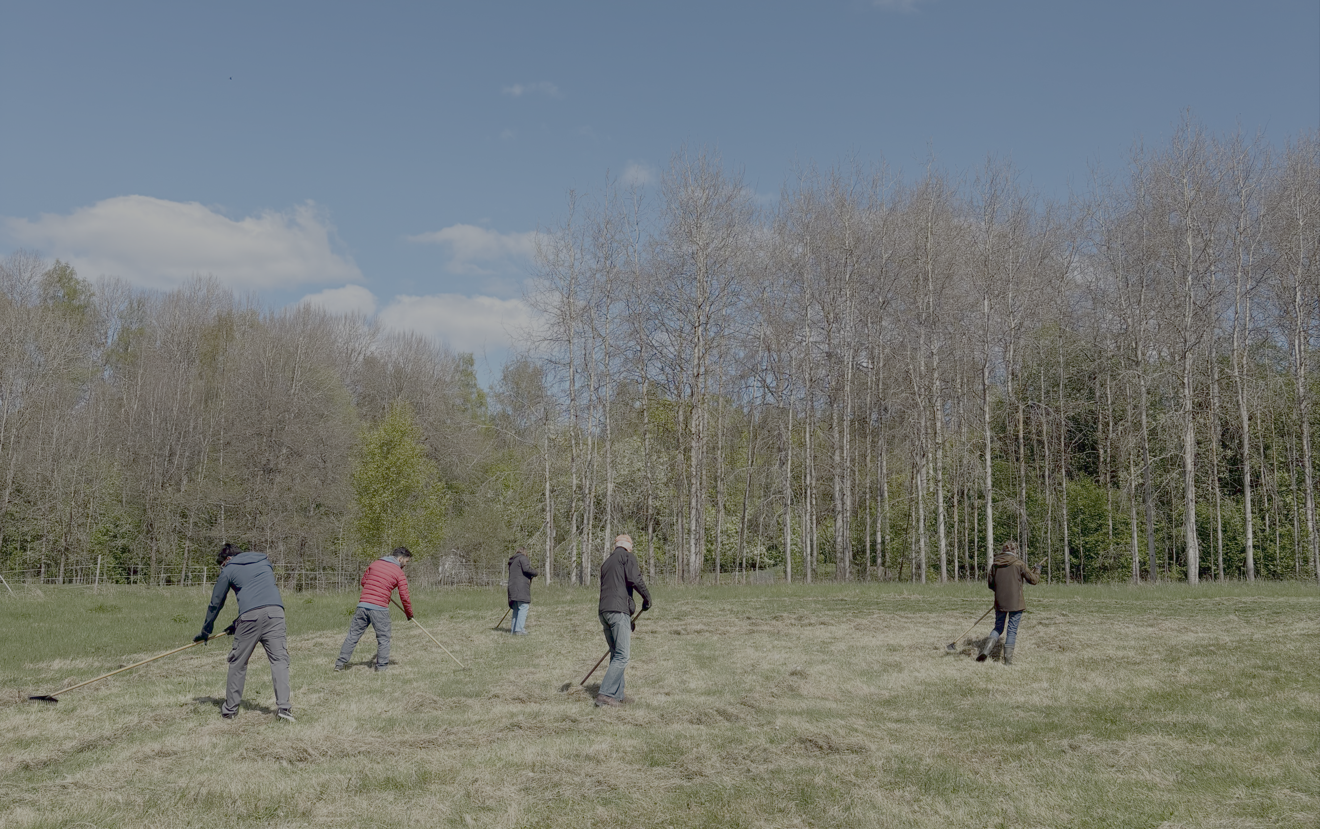 Ericsson employees volunteer in the Igelbäcken nature reserve.