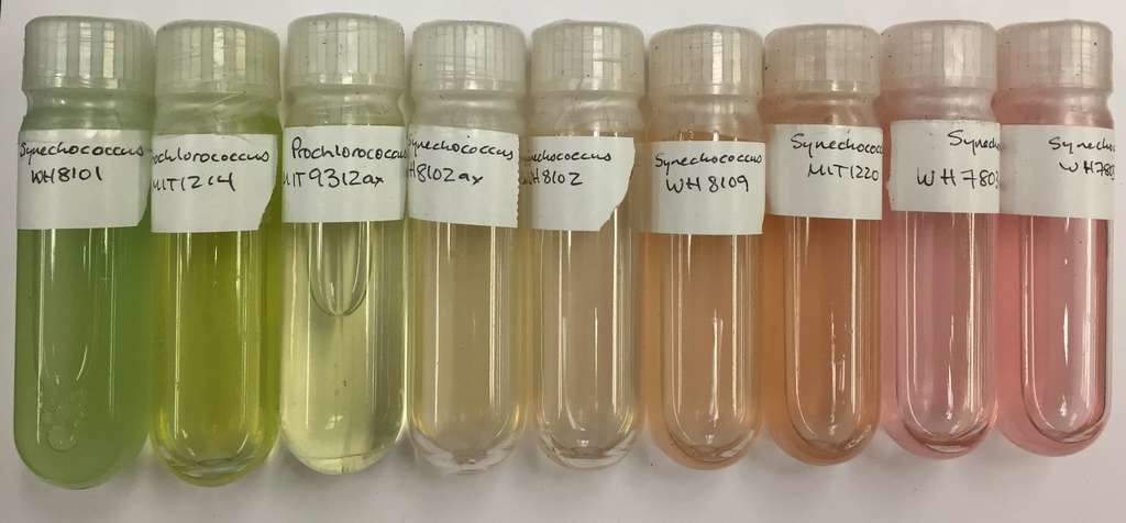 Des cultures de Prochlorococcus et Synechococcus, des cyanobactéries sévèrement affectées par la pollution plastique.