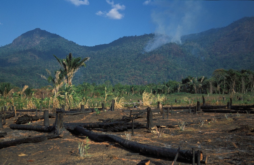 Forest burning near the Kanuku mountains