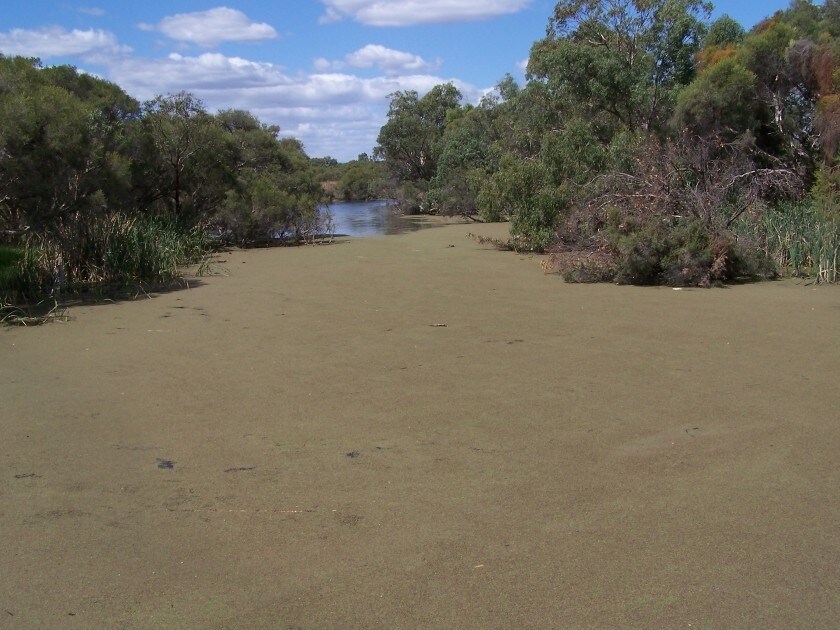 La rivière Canning en Australie, recouverte d'algues.