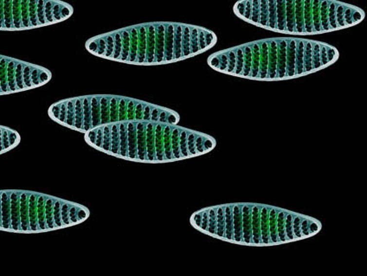 Ci-dessus, trois diatomées appartenant au phytoplancton marin : Asterionellopsis glacialis, Odontella aurita et Fragilariopsis kerguelensis. Leurs couleurs représentent des informations-clés pour les chercheurs.