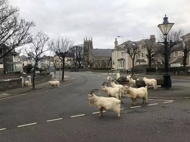 Au Pays de Galles, les chèvres sauvages s'aventurent plus loin dans la ville.