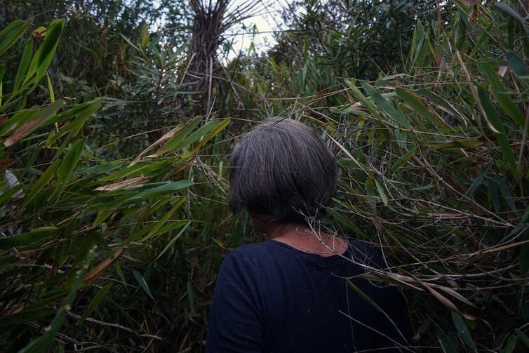 La forêt tropicale recouvre encore partiellement le bassin.