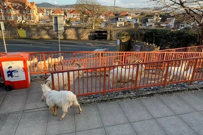 Wild goats have taken to the quiet streets of Llandudno, North Wales.