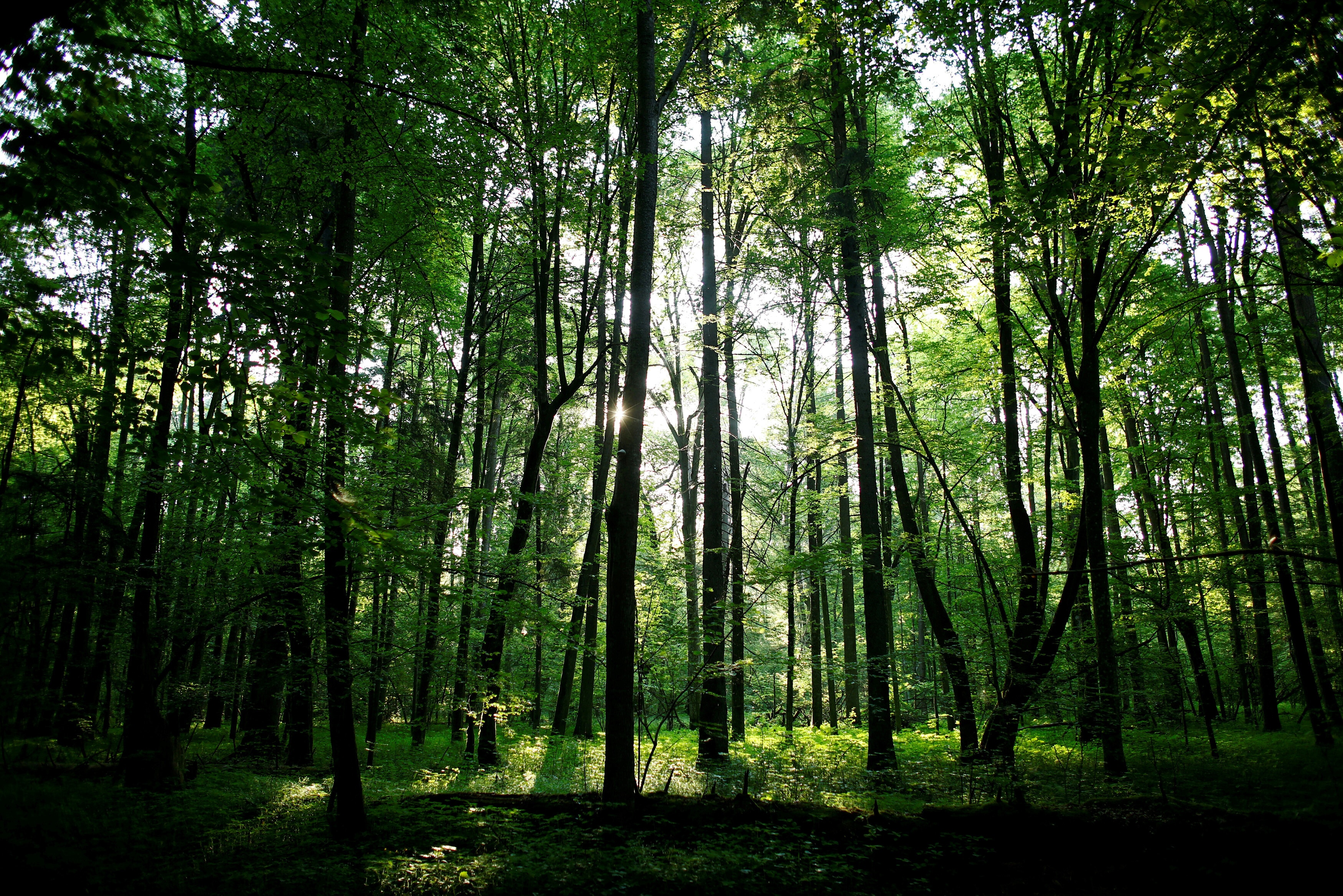 The sun shines through trees in a protected area of Bialowieza forest, the last primeval forest in Europe, near Bialowieza village, Poland