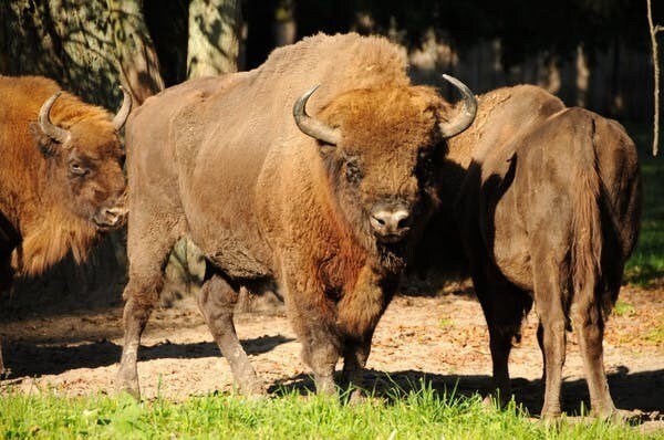 Le bison d’Europe, dans la forêt de Bialowieza.