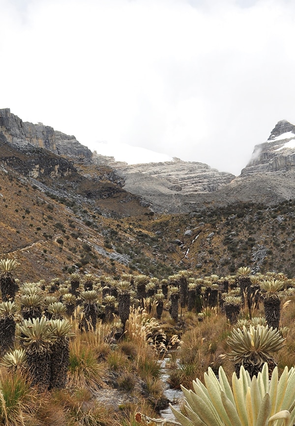 Insights Financing For Nature