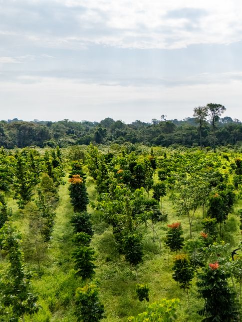 Insights Financing For Nature