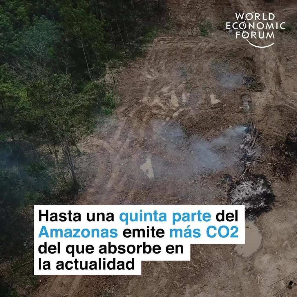 Parts of the Amazon Now Emit More CO2 Than They Absorb | World Economic ...