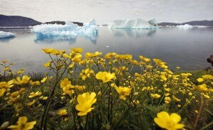 グリーンランド南部の町ナルサーク近くで、フィヨルドを見下ろす丘に咲く野花