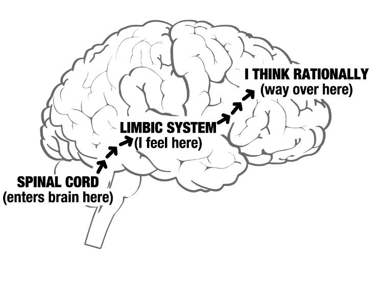 150402-brain systems linkedin image