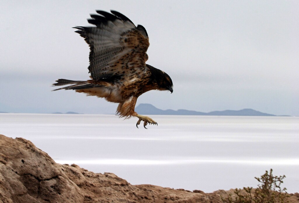 A falcon flies over Incahuasi island, on the edge of the Uyuni salt lake some 600 Kilometers South from La Paz, Bolivia. REUTERS/David Mercado