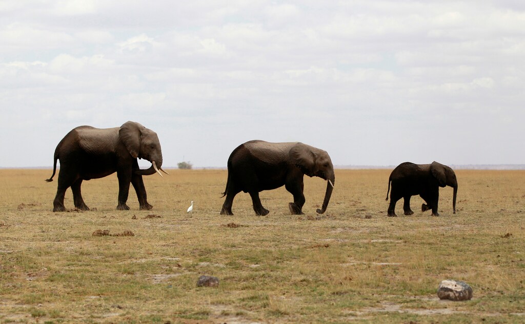 A family of elephants graze in the open land during a census at the Amboseli National Park, 290 km (188 miles) southeast of Kenya's capital Nairobi. REUTERS/Thomas