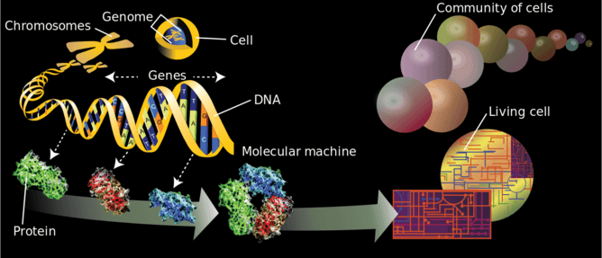 151022-genes brain behaviour neuron Conv